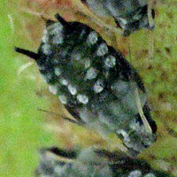 Aphis sp. 1