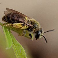 Andrena cressonii