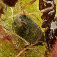 Aphis sp. 4