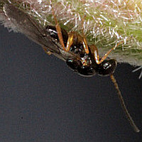 Neuroterus sp.