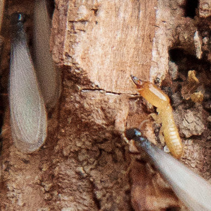 Termites