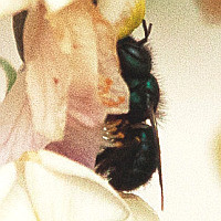 Osmia ribifloris