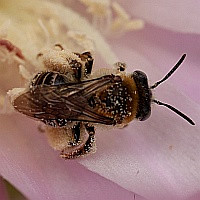 Melissodes sp.