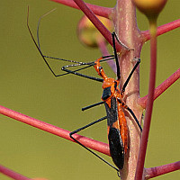 Zelus longipes
