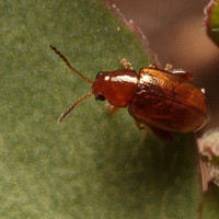 Aphthona sp.