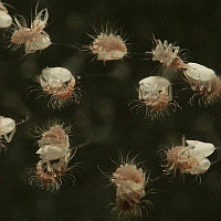 Chrysopidae