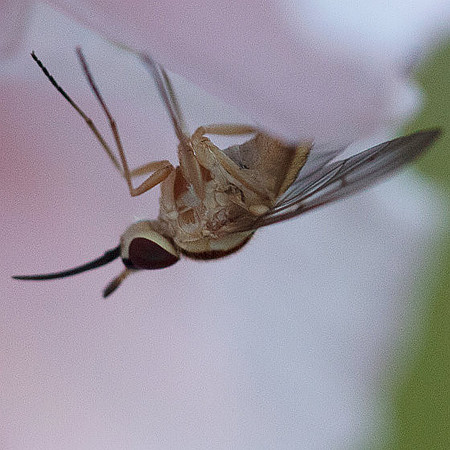 Phthiriinae sp.
