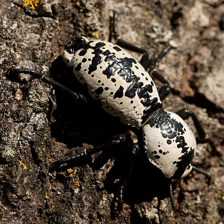 Zopherus nodulosus