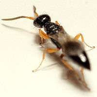 Laelius pedatus