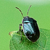 Sehirus cinctus