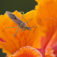 Zelus renardii