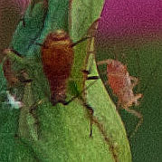 Aphis sp. 3