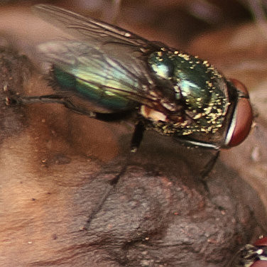 Cochliomyia macellaria