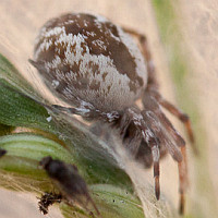 Dictynidae