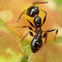 Pheidole