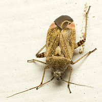 Polymerus basalis