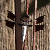 Plathemis lydia