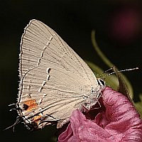 Strymon melinus