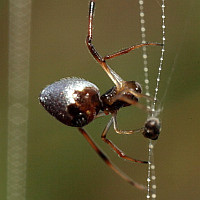 Argyrodes nephilae