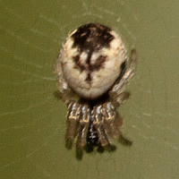 Cyclosa sp