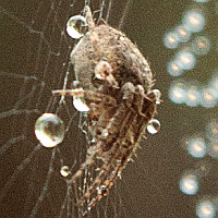 Araneus sp.