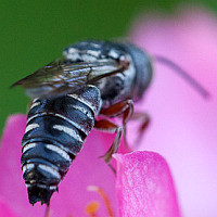 Synocoelioxys