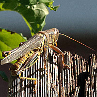 Melanoplus differentialis