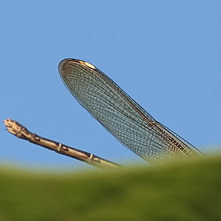 Hetaerina americana