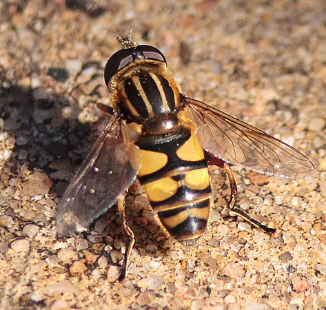 Helophilus fasciatus