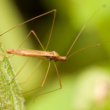 Jalysus sp.