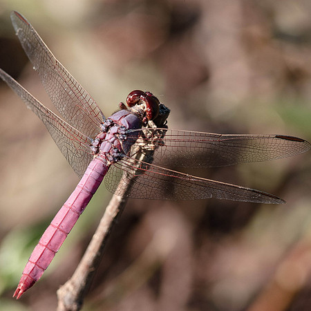 Orthemis ferruginea