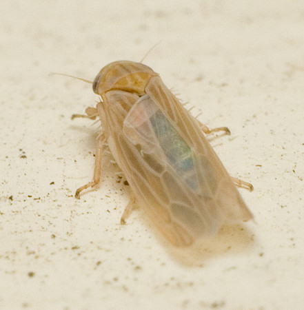 Balclutha neglecta