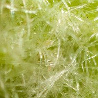 Eriophyidae