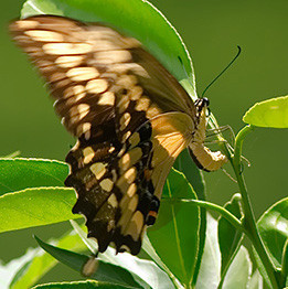 Papilio cresphontes