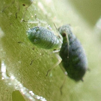 Aphis sp. 5