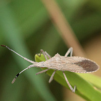 Chariesterus antennator