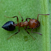 Crematogaster laeviuscula