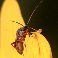 Miridae