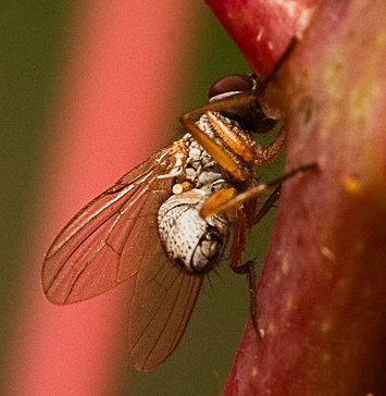 Diptera sp.
