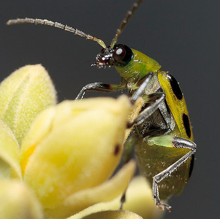 Diabrotica undecimpunctata