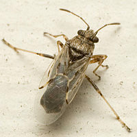 Nysius sp.