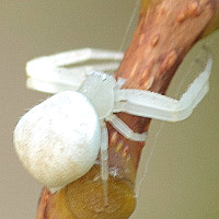 Mecaphesa sp2