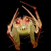 Araneus sp