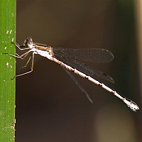 Lestes australis