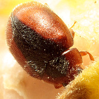 Scymnus loewii