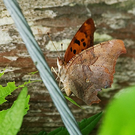 Polygonia interrogationis