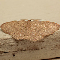 Pleuroprucha insulsaria