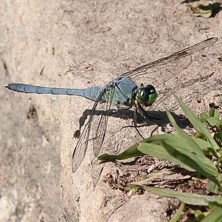 Erythemis simplicicollis