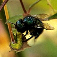 Osmia sp.