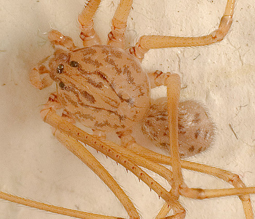 Scytodes sp.